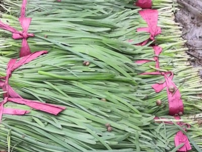 韭菜，聊城无公害蔬菜批发市场图1