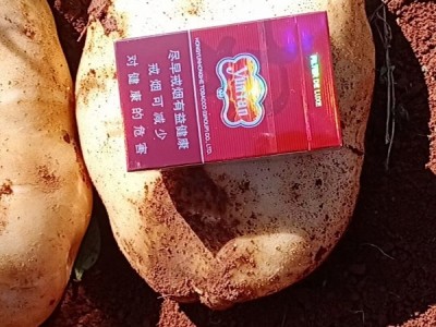 #洋芋 云南曲靖 丽薯6号 大量有货图1