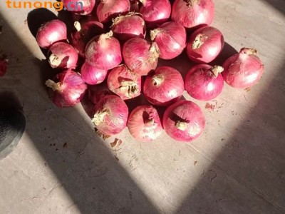 供应洋葱,山东图1