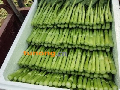 圆叶菜心，武汉种植基地图1