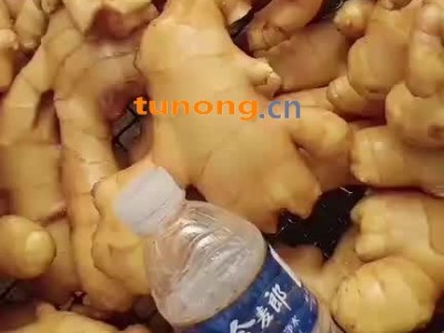 生姜（原产地山东昌邑）0.5毛每斤图1