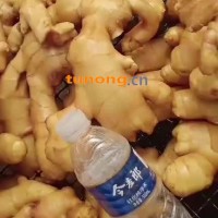 生姜（原产地山东昌邑）0.5毛每斤