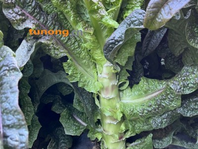 云南大理苍山水浇灌绿色种植红叶香莴笋图1