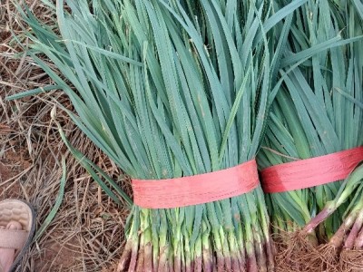 云南省，泸西县，蒜苗总代收。图1