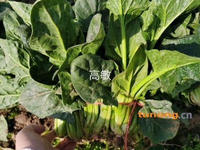 河南焦作博爱菠菜大量上市中代办高敏诚信代收图1