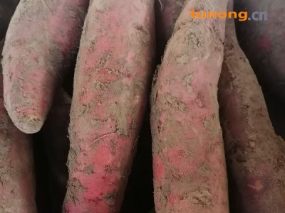 供应红薯,山东省德州市宁津县(圣泰薯业)图1