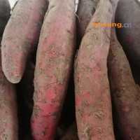 供应红薯,山东省德州市宁津县（圣泰薯业）