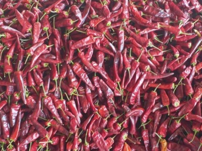 上好辣椒王朝天椒 卤货必备调料产地直发图1