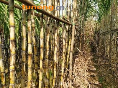 果蔗 青皮甘蔗 大量供应！自产自销！非糖蔗图1
