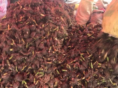 福建槟榔芋种图1