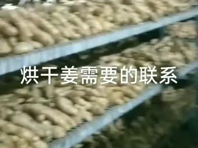 河北行唐大姜产地直销烘干泥姜洗姜现货供应图1