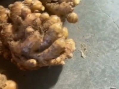 山东生姜产地直销13963333772图1