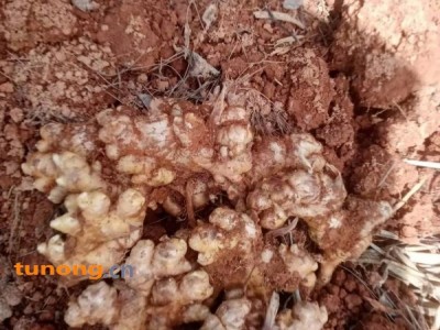 云南小黄姜 中黄姜 二黄姜，优质货源，不易霉烂图1