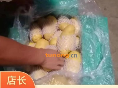 山东省滕州市冷库土豆低价出库图1