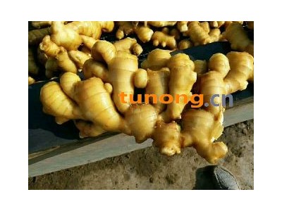 山东生姜批发鲜姜窖姜姜母图1