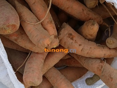 西华小燕顶胡萝卜次品萝卜养殖户专用图1