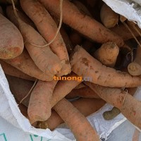 西华小燕顶胡萝卜次品萝卜养殖户专用