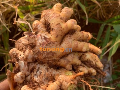 云南优质小二黄姜图1