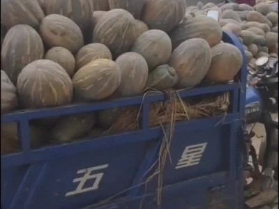 湖北枝江百里洲优质南瓜预售图1