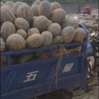 湖北枝江百里洲优质南瓜预售