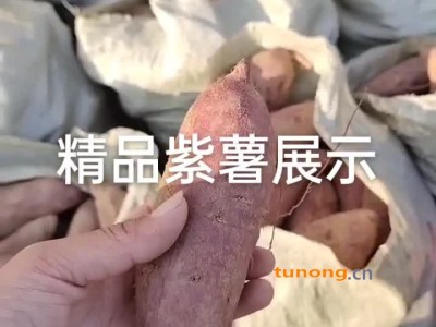 山东临沂紫薯红薯种植户供货，紫罗兰，烟薯25图1