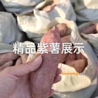 山东临沂紫薯红薯种植户供货，紫罗兰，烟薯25