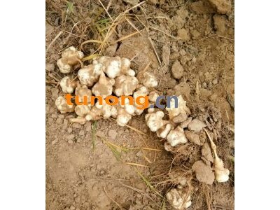 洋姜学名菊芋，鬼子姜，山姜。多种叫法，适合做腌菜！图1