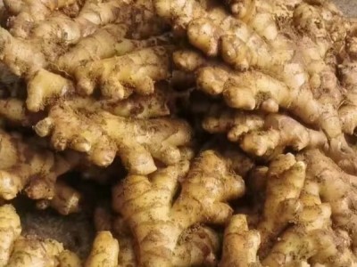 生姜，泥姜，大黄姜，小黄姜，基地直供图1