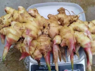 新鲜小黄姜，干姜图1