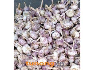 常年供应金乡优质大蒜图1