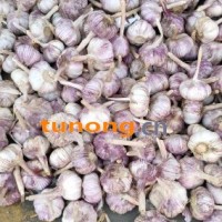 常年供应金乡优质大蒜