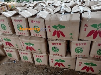 河南开封沙地红薯大量供货，品质好价格优！图1