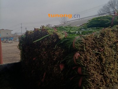 莘县韭菜，诚信为本。以信为荣图1