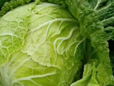 河南省社旗县尧良镇义和秋大白菜大量批发图1