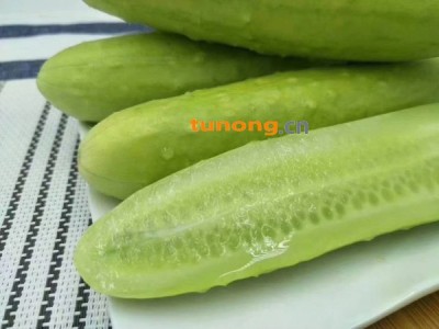 海阳正宗白玉黄瓜图1