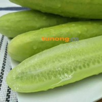 海阳正宗白玉黄瓜