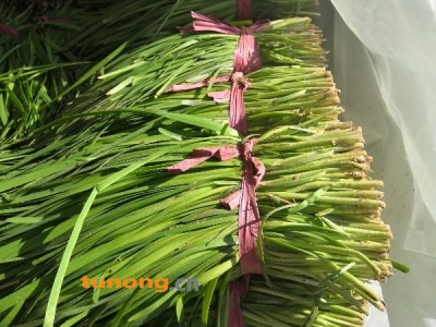 韭菜，绿色食品图1