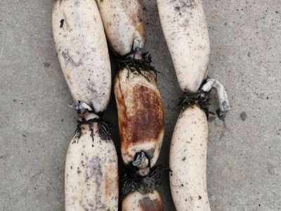 有机莲藕(菜藕)图1