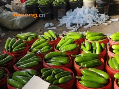 淄博市临淄区绿皮西葫芦图1