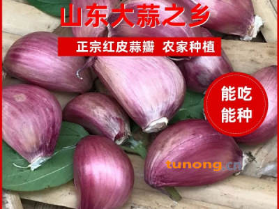 精品红蒜  金乡大蒜，代发全国市场，专业储存图1
