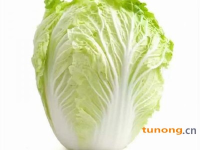 陕西白菜支持一件代发，大量接单发货图1