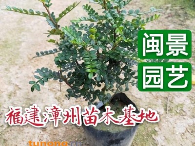 胡椒木 清香木高15到30厘米 福建漳州苗木基地图1