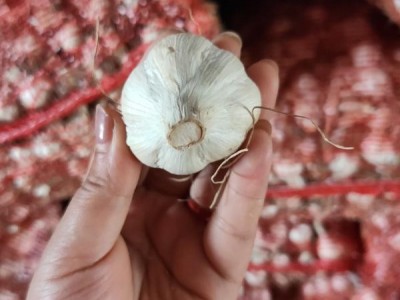 山东四六瓣红皮蒜种，蒜头，质量很好，出苗率很高！！图1