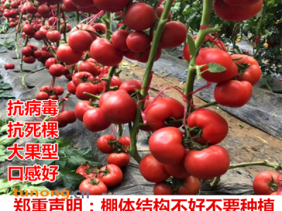 巴德丽高产粉果西红柿种子硬粉度好 抗死棵 寿光西红柿种子图1