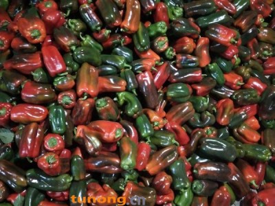 山东变色太空椒大产地,变色,木红,紫花头圆椒,日供2万斤图1