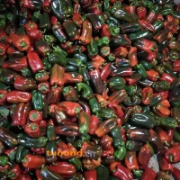 山东变色太空椒大产地，变色，木红，紫花头圆椒，日供2万斤