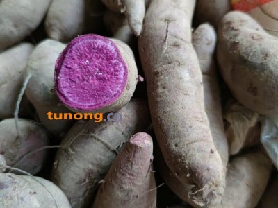 山东紫罗兰产地直销 紫罗兰种植基地 山东紫薯种植基地图1