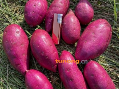 008紫薯国产越南紫薯产地直供，粉糯品质好，量大价格可谈图1