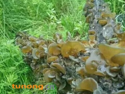 段木耳 近似野生 假一赔十图1