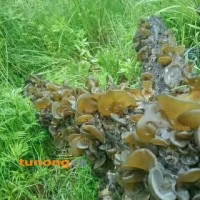 段木耳 近似野生 假一赔十